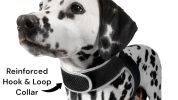 Collar Mount GPS Pet Tag Tracker Portable Realtime Tracking System w/ Phone App Size:XL
