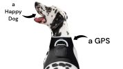 NEW Movement Sensitive GSM GPS Phone Pet Tracker Waterproof Collar Tag Size:M