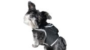 Convenient GPS Pet Tracking with Mini Collar Realtime Tracking Device Size:L